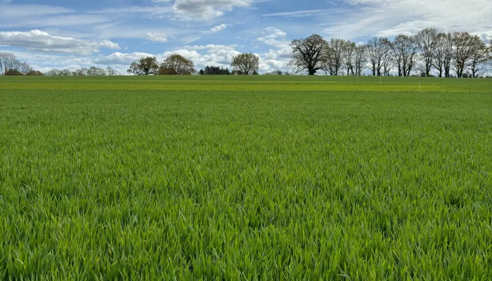 Field as part of Upper Beult Farmer Cluster