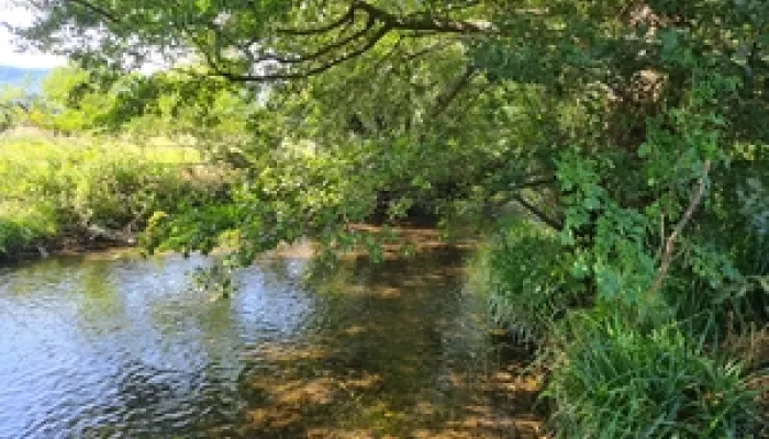 River with overhanging tree