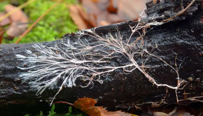 Root fungi as part of mycorrhizal network