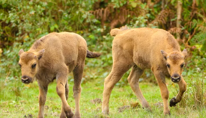 Two bison calves in the woodland