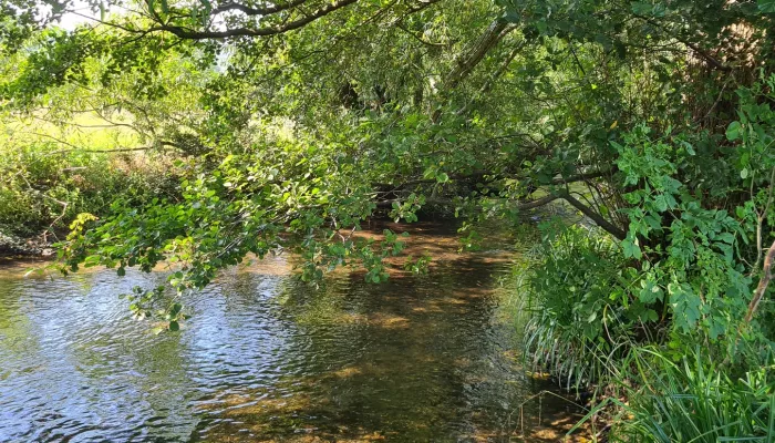 A verdant river.