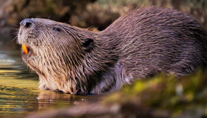 A beaver sun bathing on a riverbank.