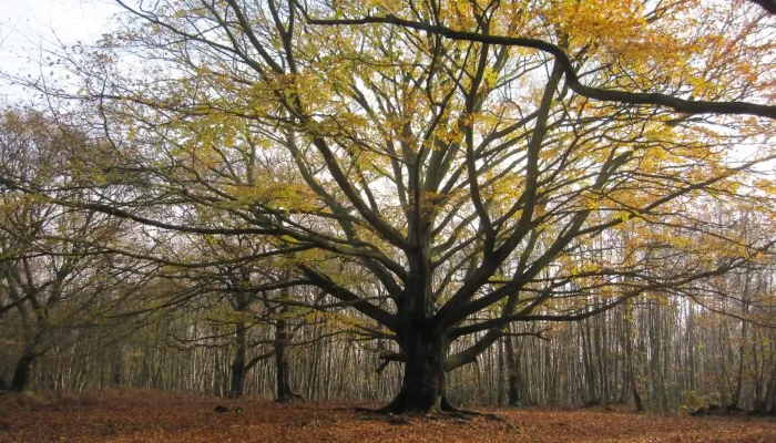 Grandfather Beech Tree at Denstead Wood