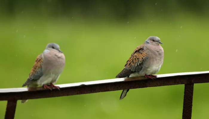 two turtle doves perched on a fence