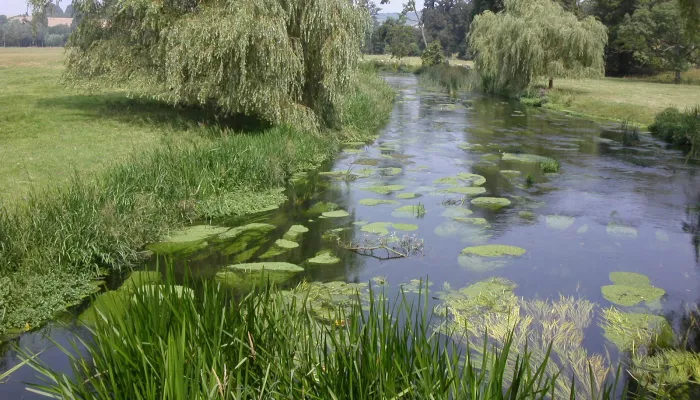 Great Stour at Godmersham