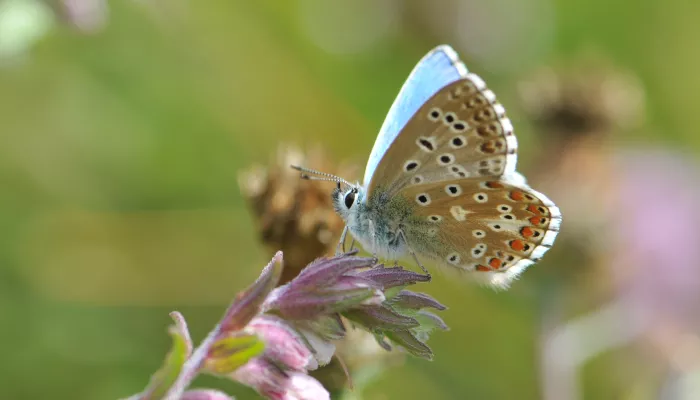 Adonis Blue