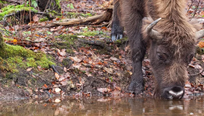 Bison drinking water