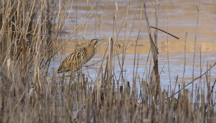 Bittern