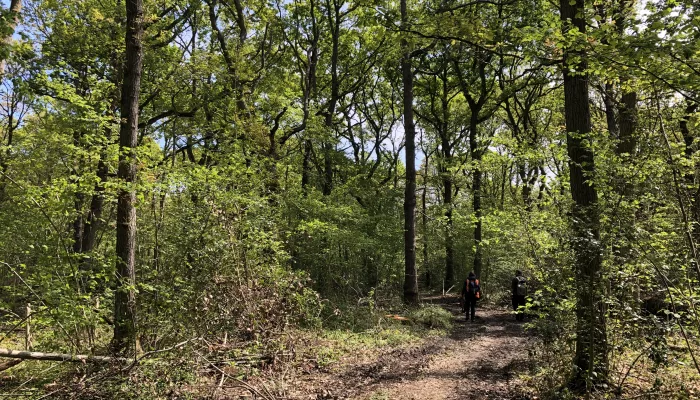 Blean Vegetation 