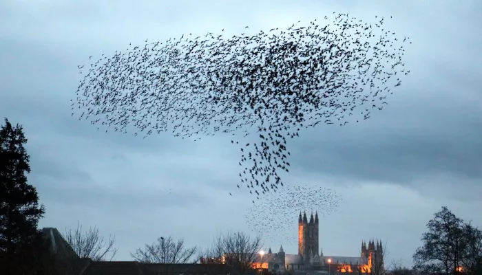 Swift murmuration over canterbury