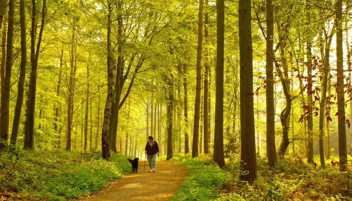 Person walking their dog through woodland in autumn light