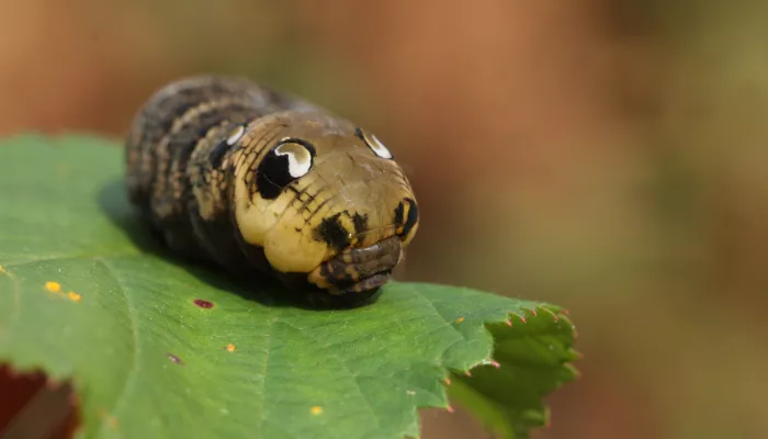 Elephant hawk-moth caterpillar © Vaughn Matthews