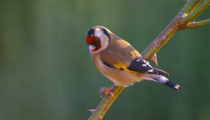 Goldfinch on a branch showing its striking gold and red colouration