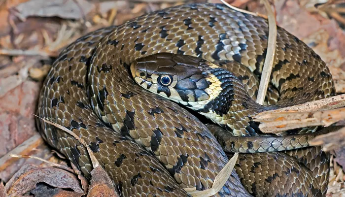 Grass snake