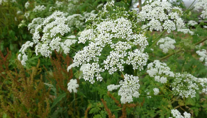 Hemlock flowers