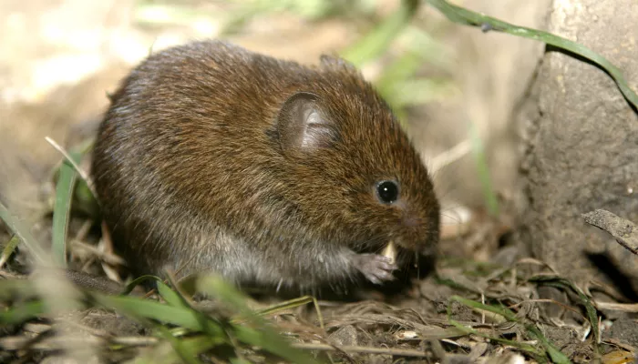 A bank vole at Hewitts Chalk Bank.