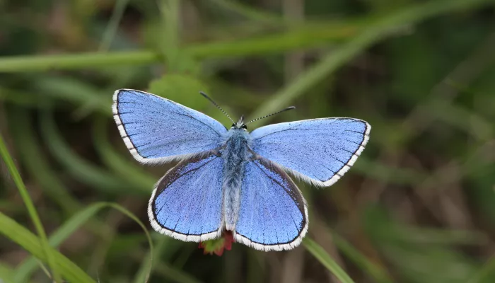 Adonis blue butterfly with wings spread wide in grassland