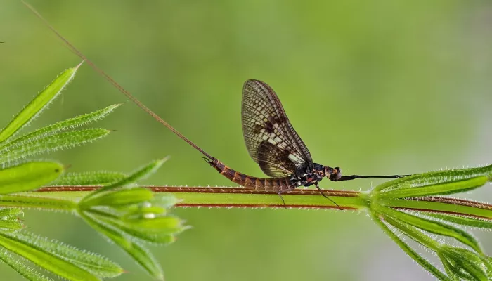 Mayfly