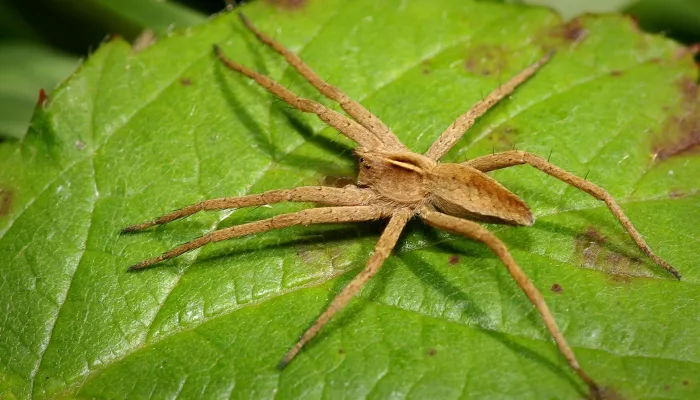 Nursery web spider 