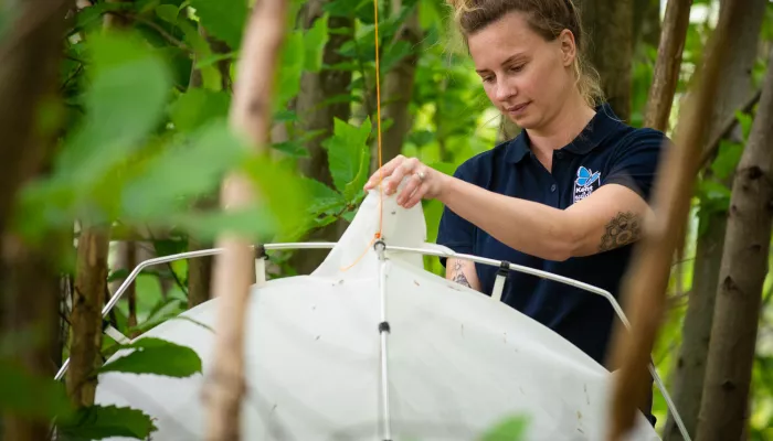 Kora doing monitoring work in the blean