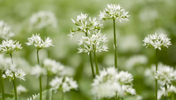 Wild garlic flowers