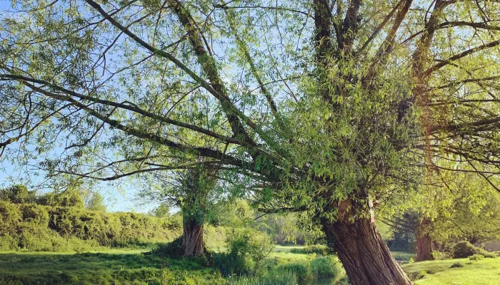 River Darenth Spring