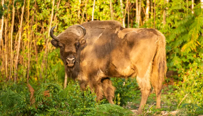 Bison in the woodland