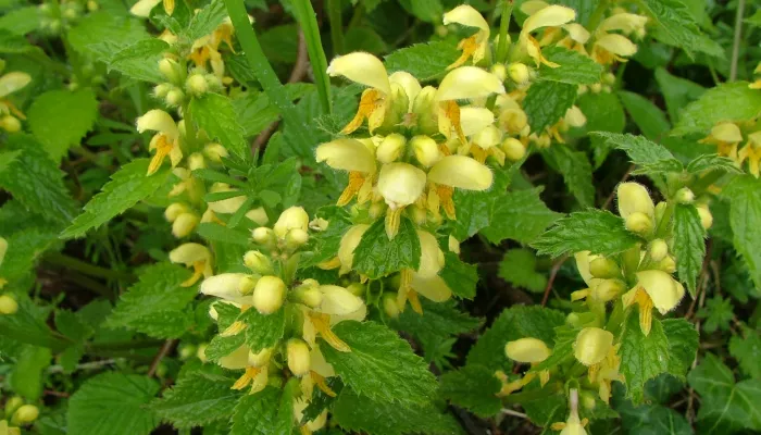 Sladden Wood yellow archangel 