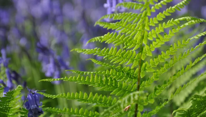 The gill fern