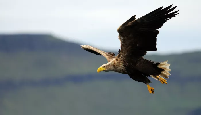 White-tailed eagle 