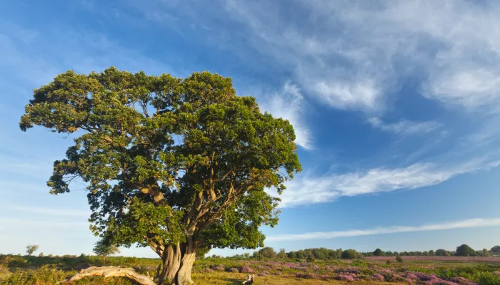 English oak tree in the middle of a British field on a clear day