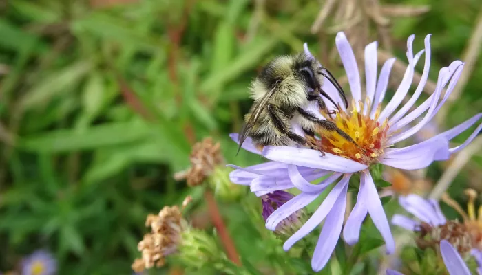 shrill carder bee