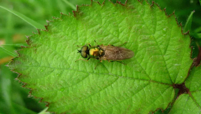 Soldier Fly