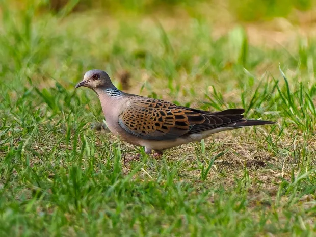 Turtle Dove