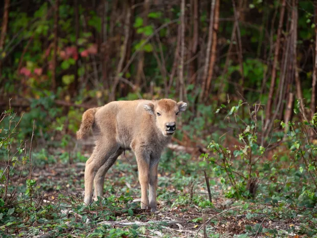 Bison calf by Donovan Wright