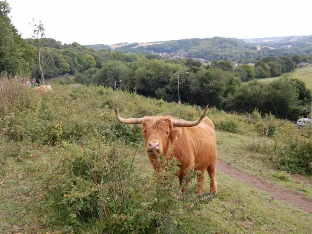 A highland cow on a hill.