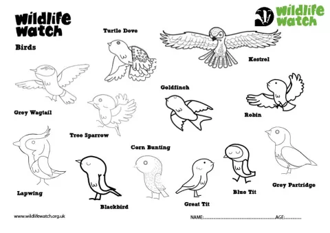 Bird colouring sheet