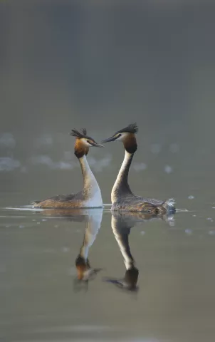 two grebes facing each other while swimming in a lake