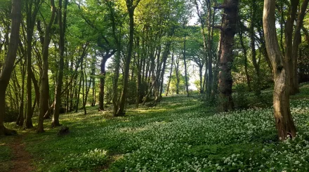 Woodland near Park Gate Down