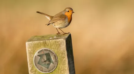 Robin resting on wooden KWT post