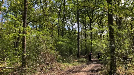 Blean Vegetation. A woodland in the summer's light. Photo taken May 22 by Donovan Wright