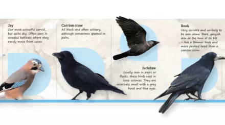 Corvid ID spotter guide