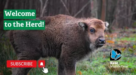 Welcome to the herd bison video thumbnail with picture of bison calf