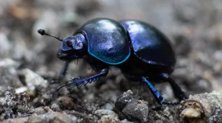 Dung beetle