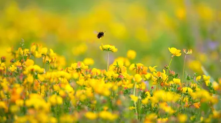 Bumblebee in Birds Foot Trefoil