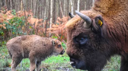 Bison calf and matriarch 