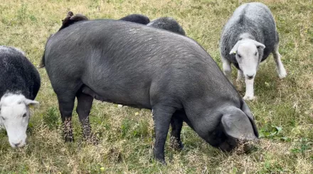 large black sheep amongst pigs rootling in grass