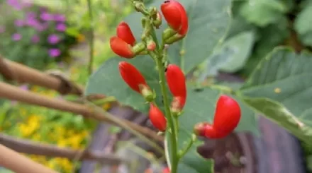 Runner beans growing in a old tyre ©Eden Jackson