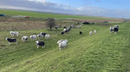 herdwick sheep on slope