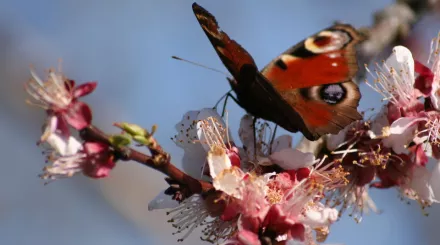 A peacock butterfly on blossoming flowers.